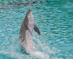 dolphin, standing, back-3416525.jpg