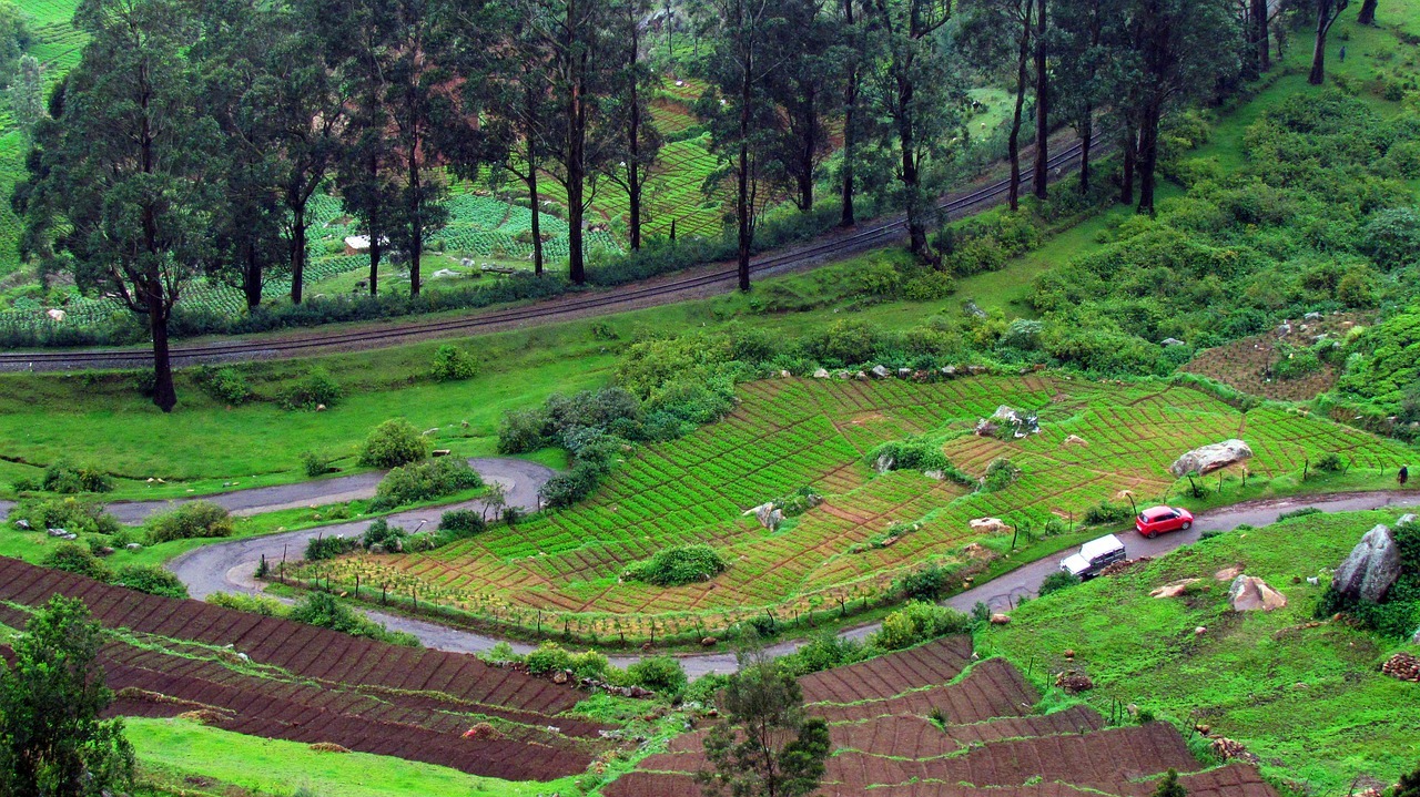 ooty, green, mountain-2298522.jpg